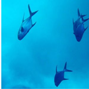 Tuna diving by Martin Dalsaso 